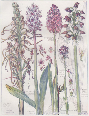 Lizard Orchid, Monkey Orchid, Pyramidal Orchid, Dwarf Dark-winged Orchid, Great Dark-winged Orchid